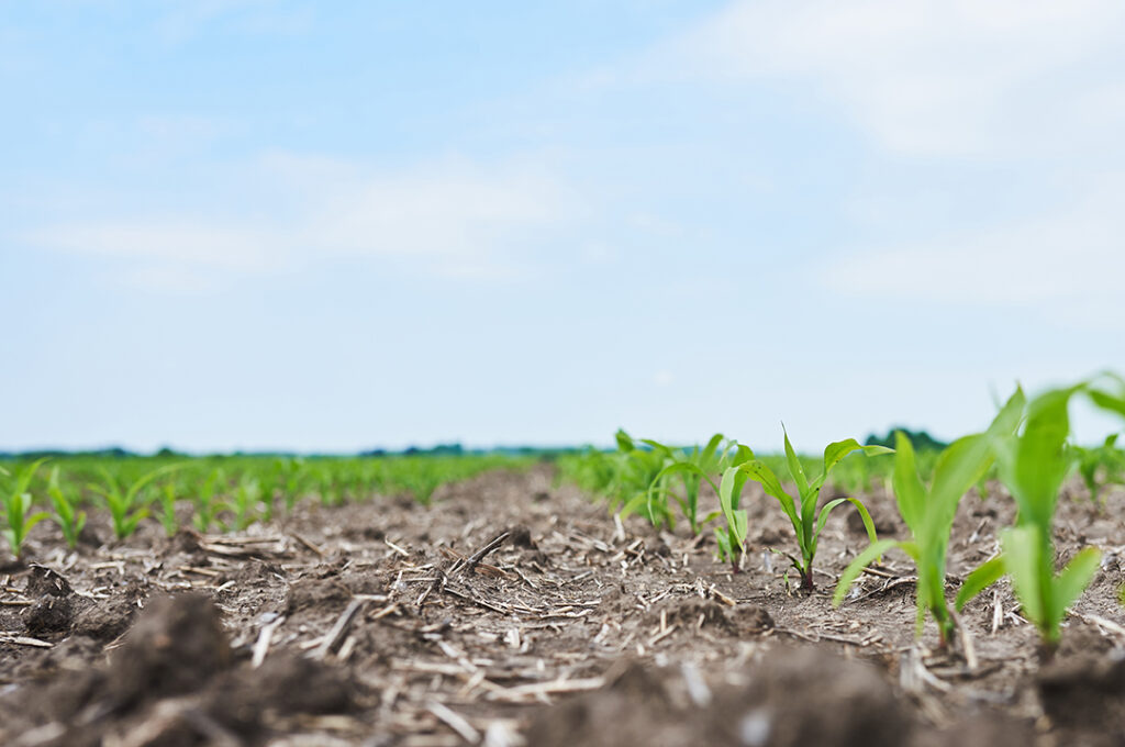 Toprakta Yeterli Silisyum Var Mı?