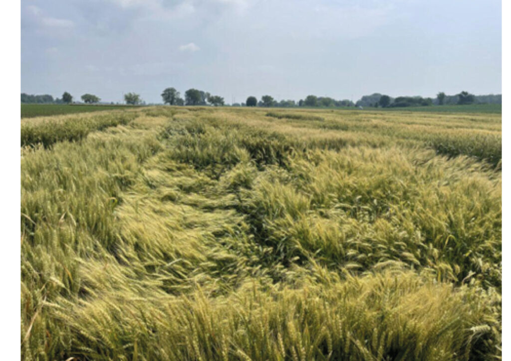 Buğdayda Yatma Neden Olur? Nasıl Önlenir?